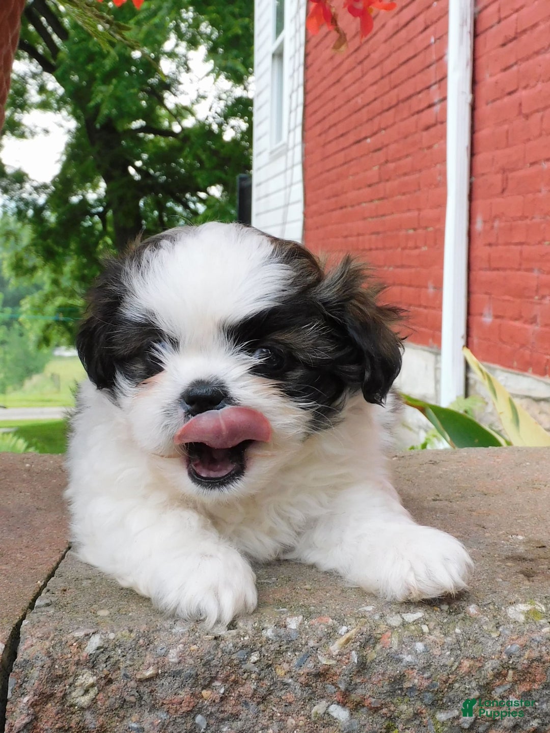 Shih Tzu dogs for sale: Mocha - Image 9