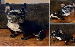 French Bulldog dogs for sale: Oreo - Image 1