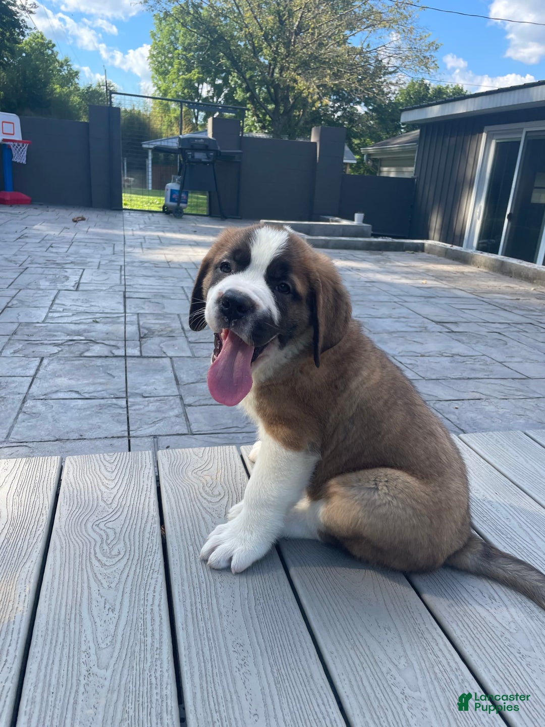 Saint Bernard dogs for sale: Oliver - Image 3