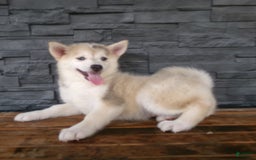 Pomsky dogs for sale: Silas - Image 21