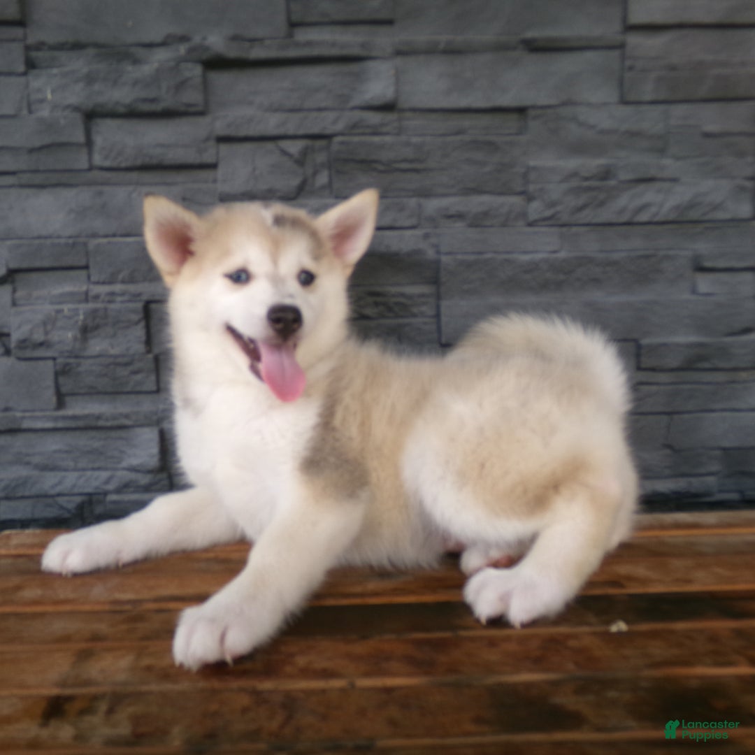 Pomsky dogs for sale: Silas - Image 21
