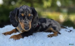 Miniature Dachshund dogs for sale: Andrew - Image 14