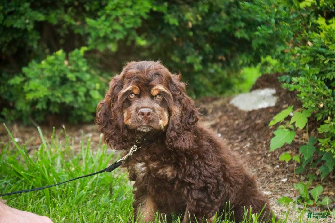 Cocker Spaniel dogs for sale: Dane - Image 1