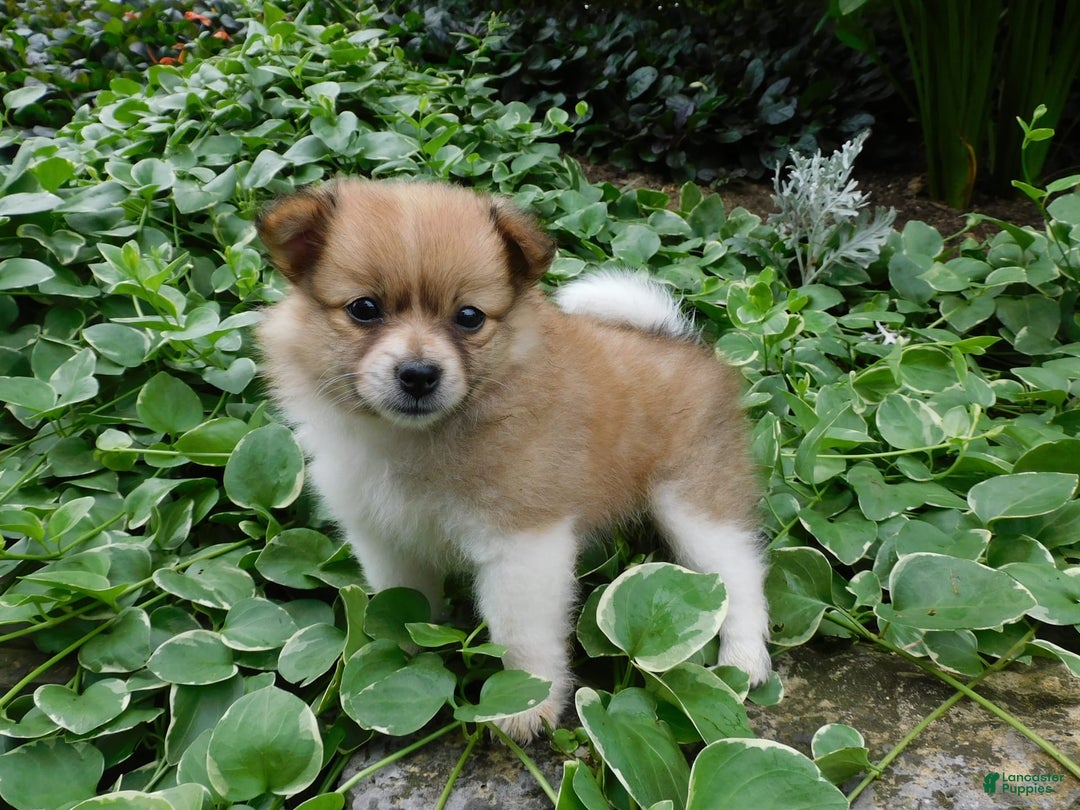 Pomeranian dogs for sale: Amber - Image 5