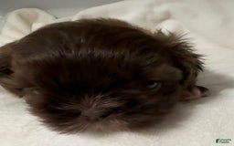 Shih Tzu dogs for sale: Kaylee - Image 16