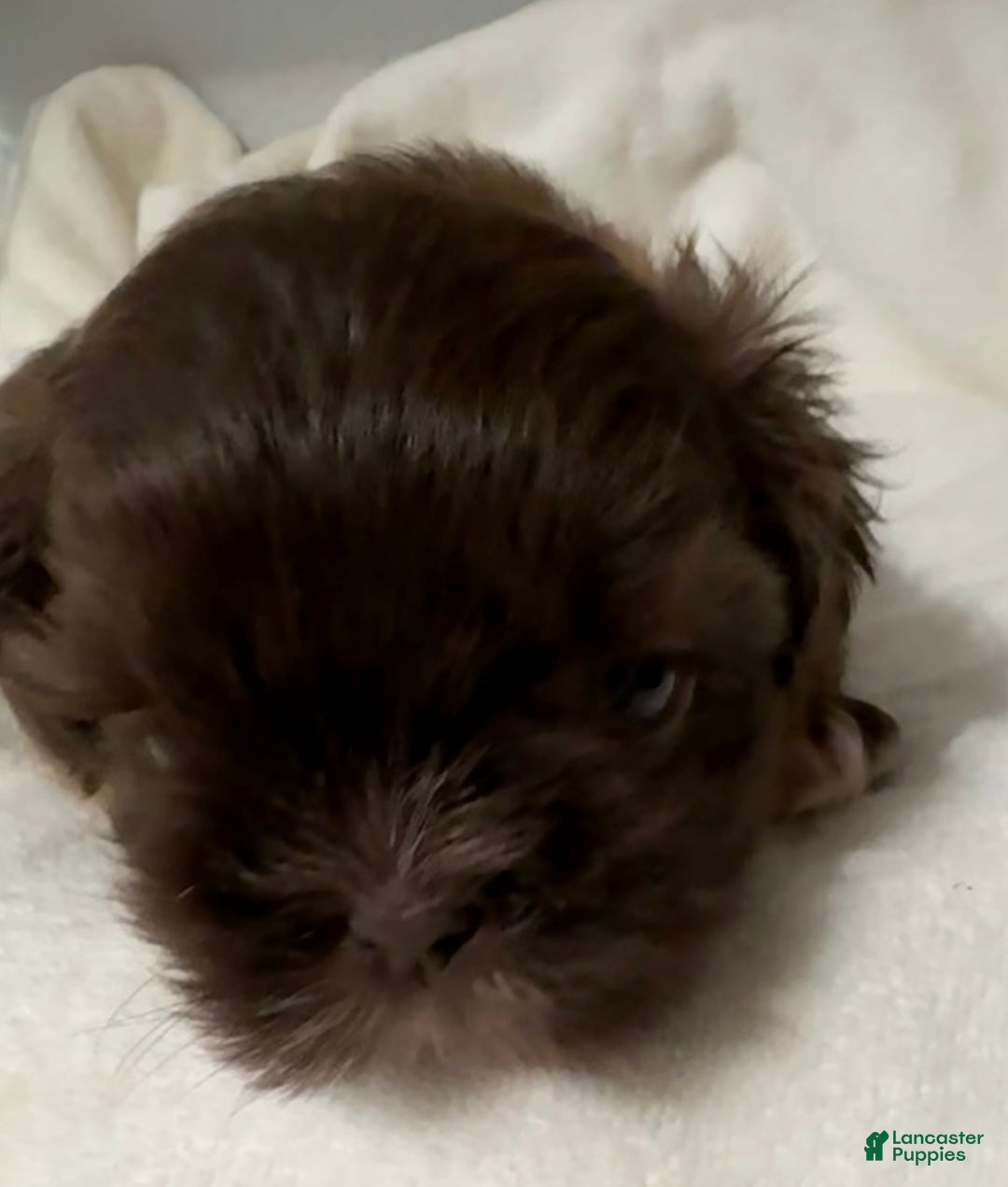 Shih Tzu dogs for sale: Kaylee - Image 16