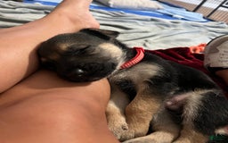 German Shepherd dogs for sale: Fern - Image 5