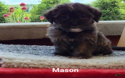 Shorkie dogs for sale: Mason - Image 1