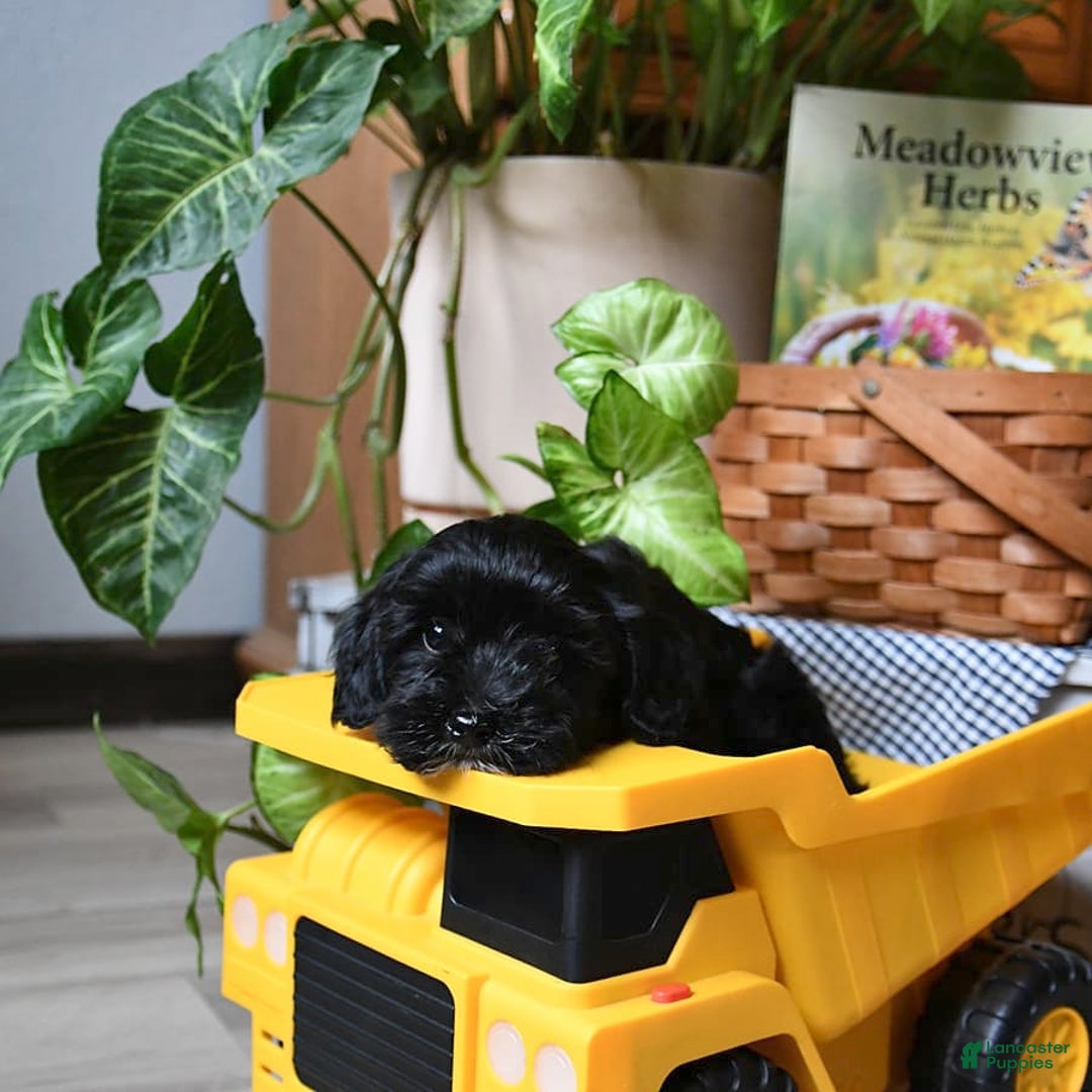 Havapoo dogs for sale: House Raised Billy - Image 2