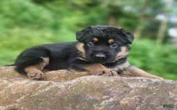 German Shepherd dogs for sale: Kimber - Image 7