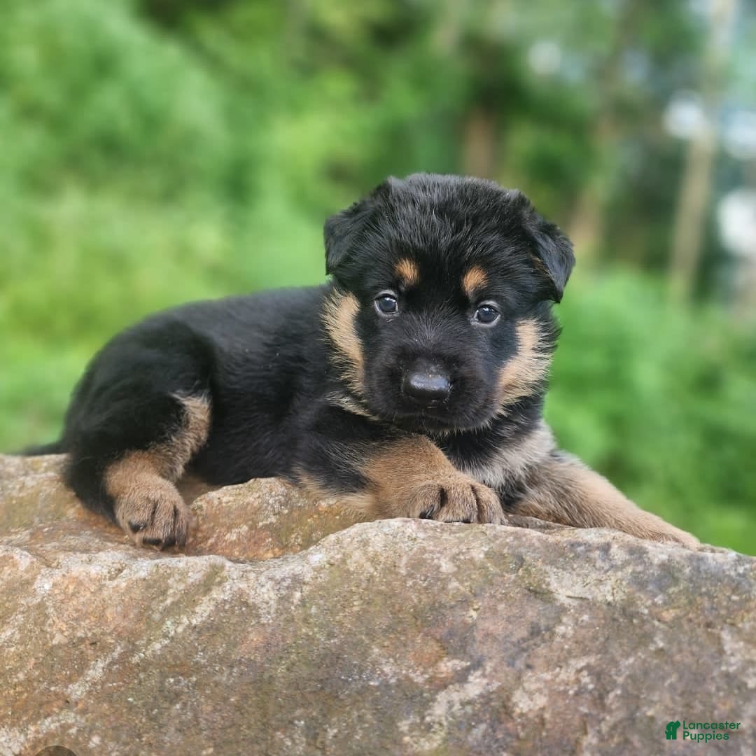 German Shepherd dogs for sale: Kimber - Image 7