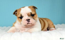 English Bulldog dogs for sale: Olive - Image 13