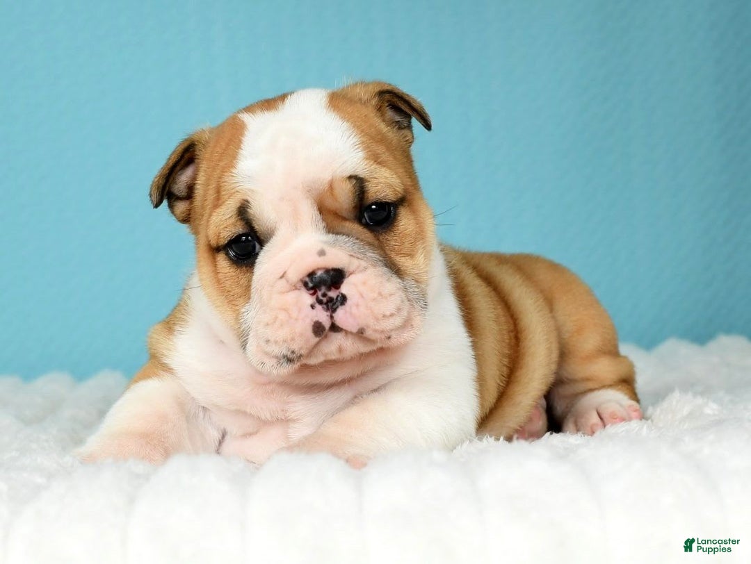 English Bulldog dogs for sale: Olive - Image 13