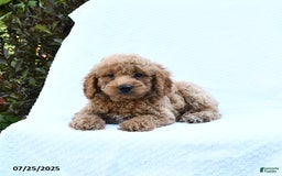 Cockapoo dogs for sale: Cockapoo 8 puppies - Image 18