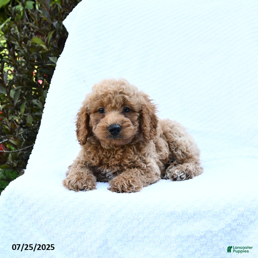 Cockapoo dogs for sale: Cockapoo 8 puppies - Image 18