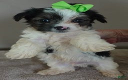 Yorkshire Terrier dogs for sale: Beckham - Image 31