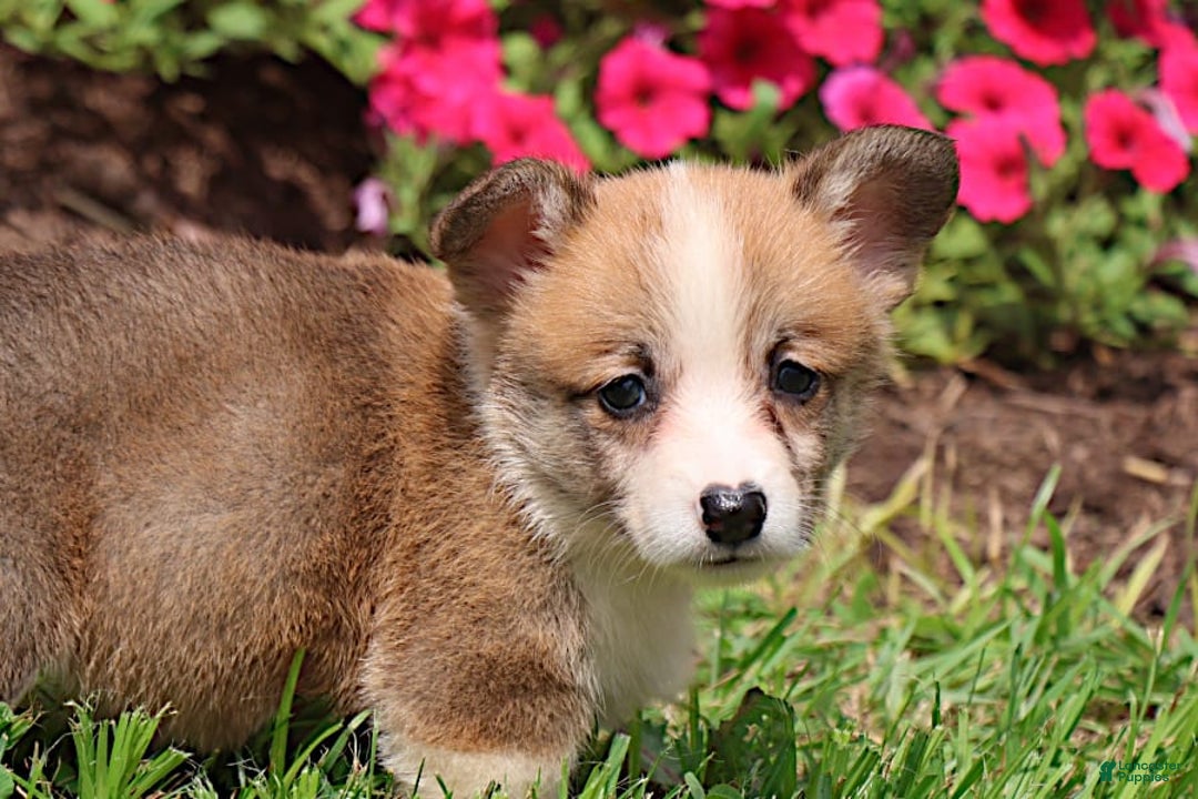 Welsh Corgi Pembroke dogs for sale: Kendra - Image 5