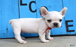 French Bulldog dogs for sale: Fido - Image 13
