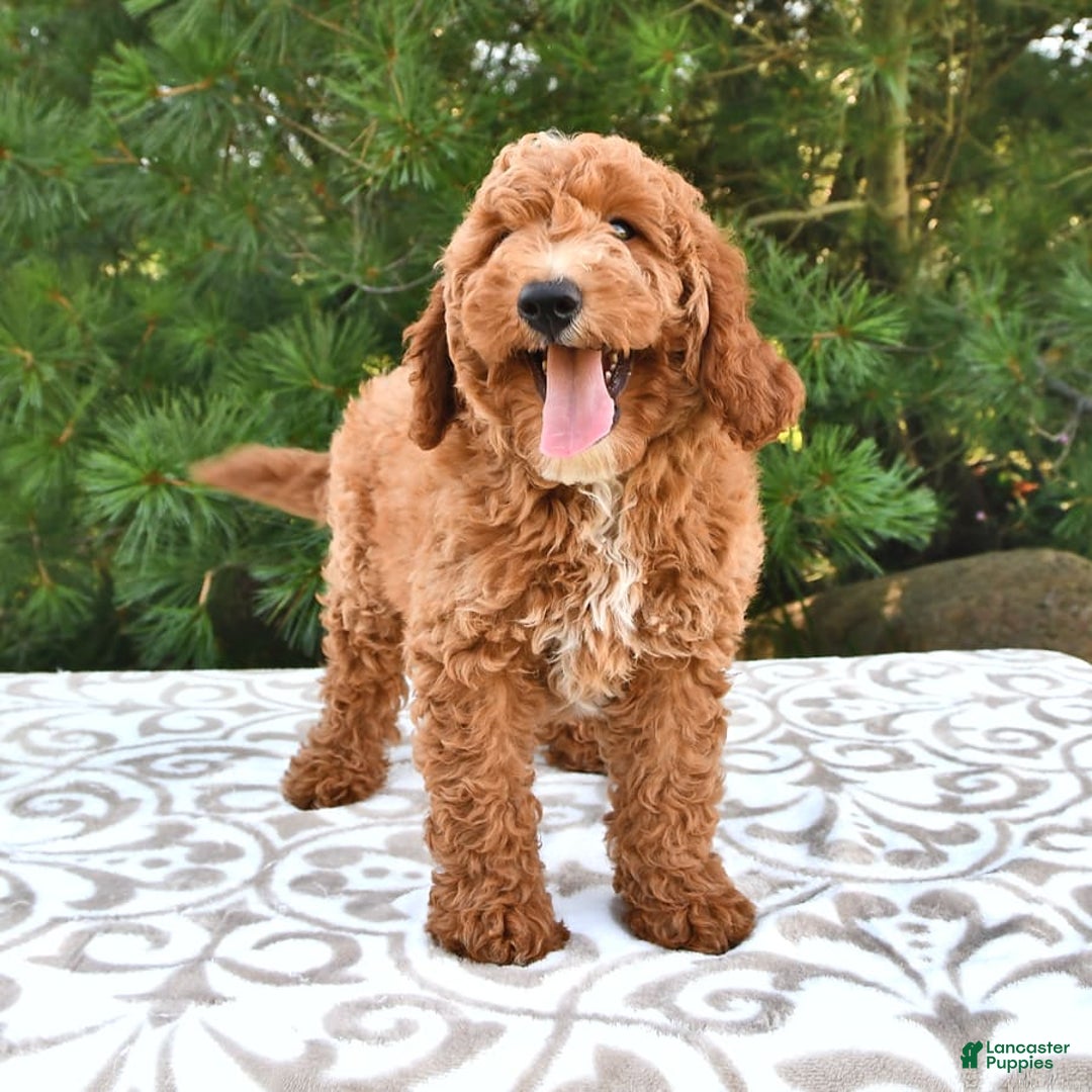 Mini Goldendoodle dogs for sale: Dakota - Image 9