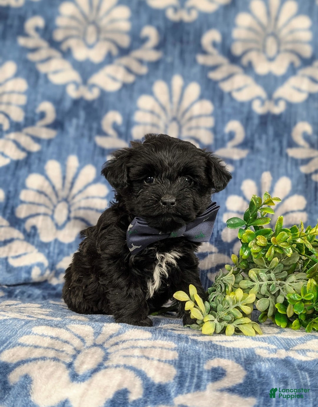 Yorkiepoo dogs for sale: Wilson - Image 4