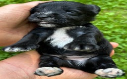 Miniature Schnauzer dogs for sale: Cory - Image 5