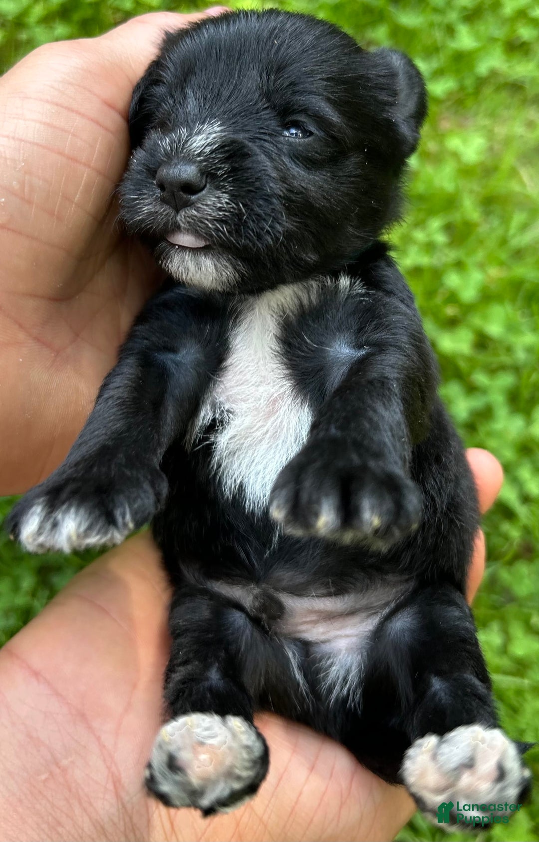 Miniature Schnauzer dogs for sale: Cory - Image 5