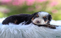 Mini Bernedoodle dogs for sale: Marley - Image 2