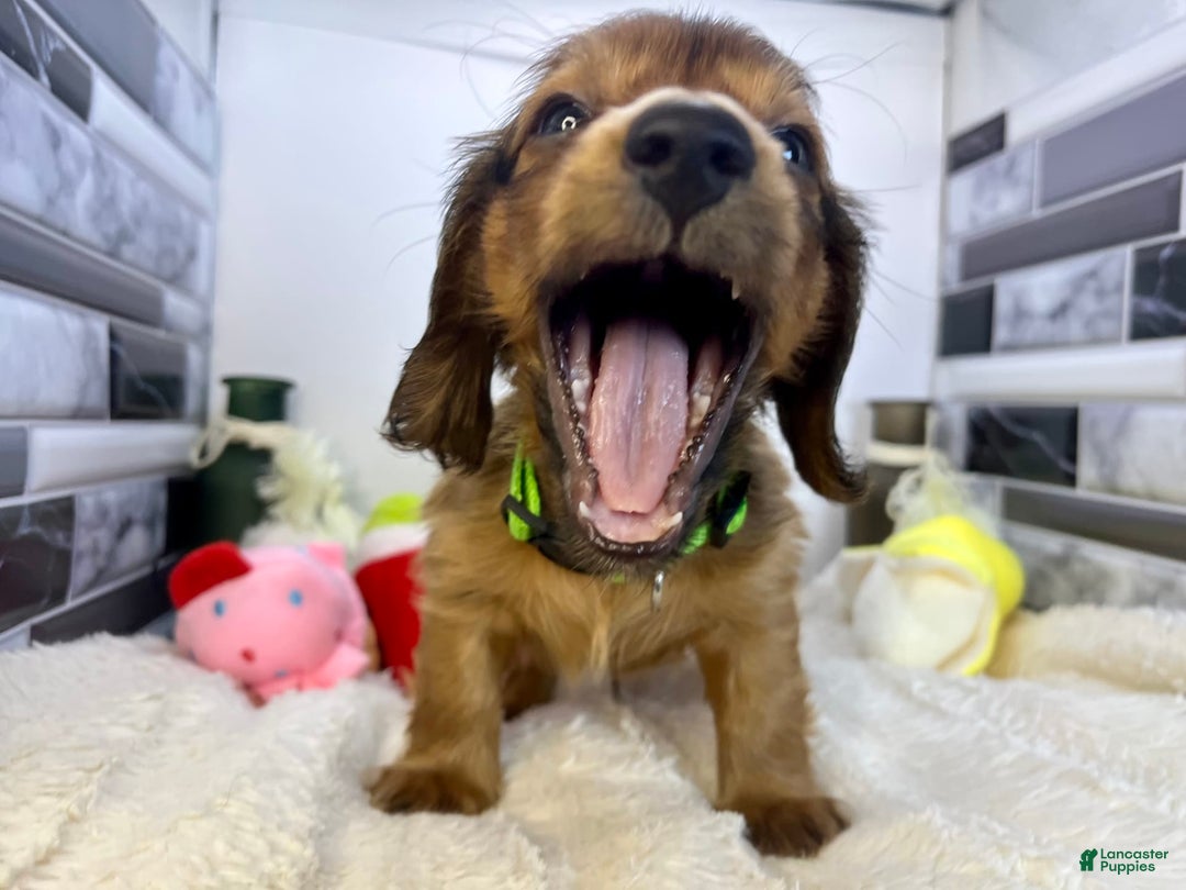 Miniature Dachshund dogs for sale: Ray - Image 7