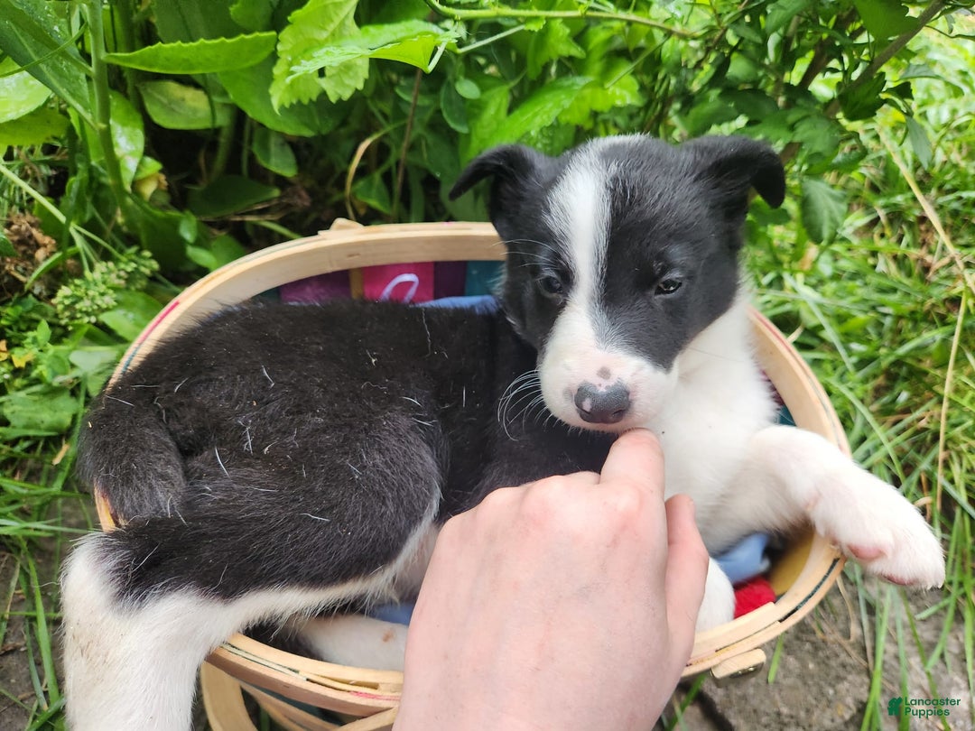 Border Collie dogs for sale: Spartan - Image 5
