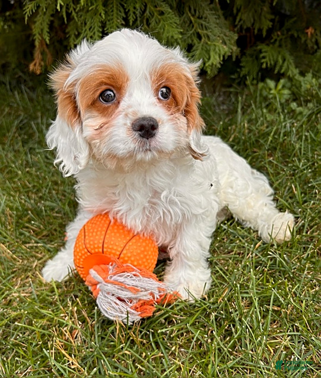 Cavapoo dogs for sale: Finn - Image 3