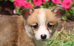 Welsh Corgi Pembroke dogs for sale: Kendra - Image 8