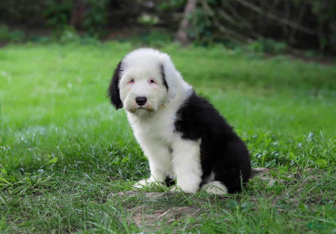 Old English Sheepdog dogs for sale: Dallas - Image 9