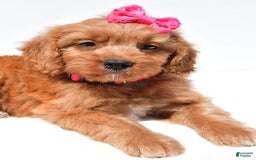 Mini Goldendoodle dogs for sale: Trixie - Image 4