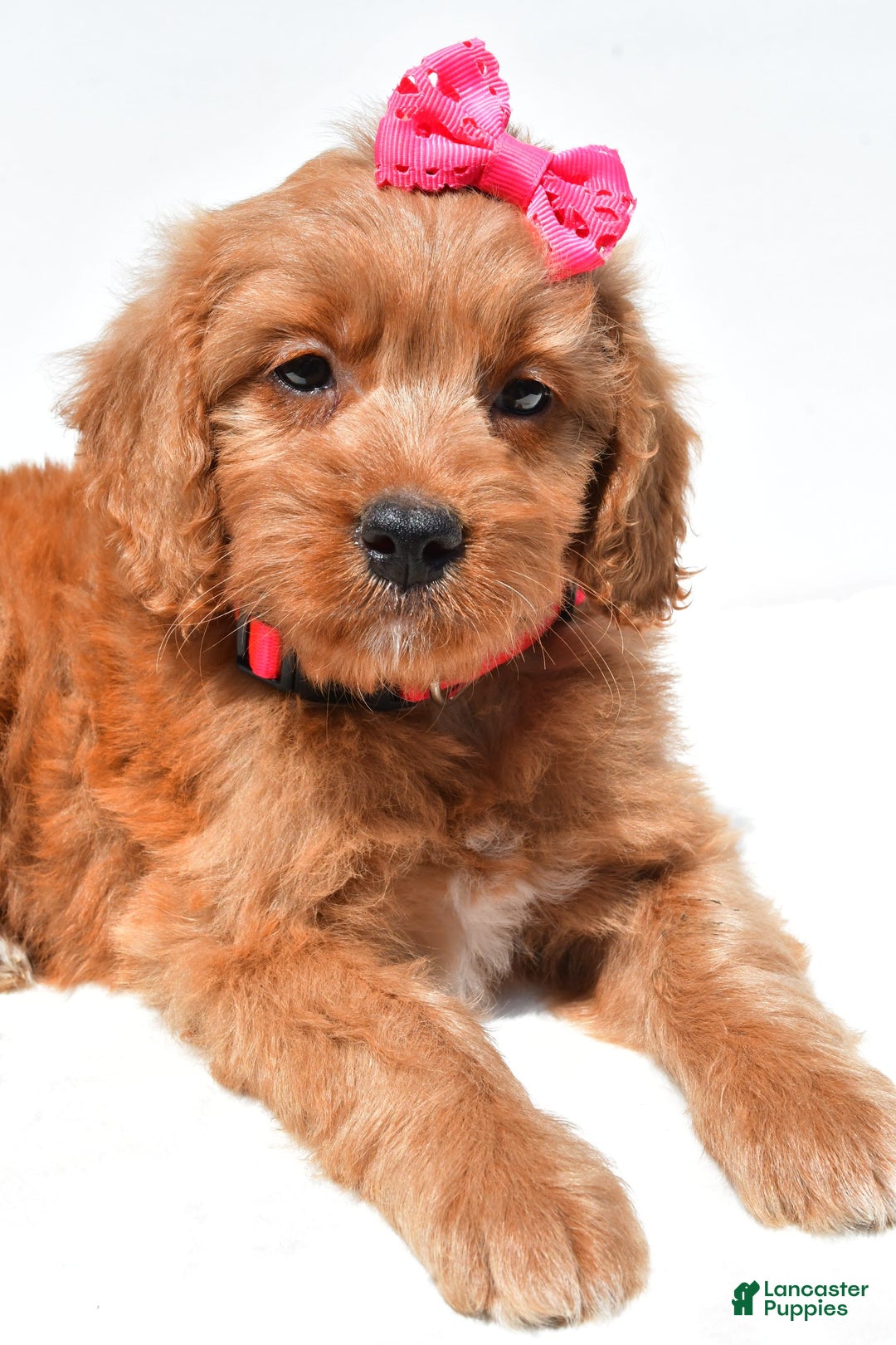 Mini Goldendoodle dogs for sale: Trixie - Image 4