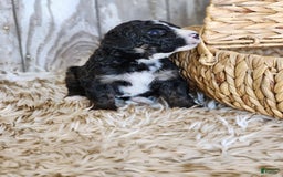 Bernedoodle dogs for sale: Christa - Image 3