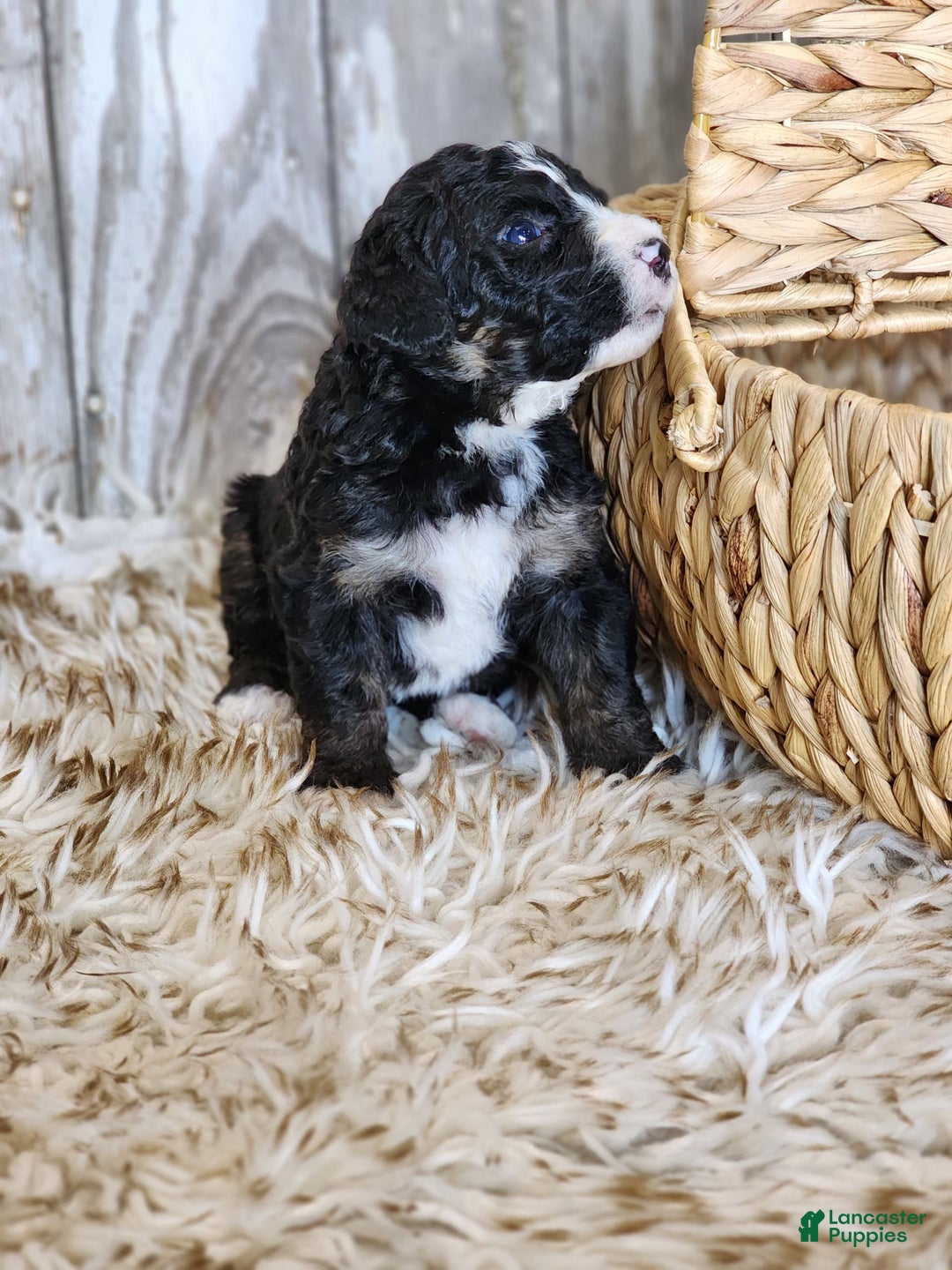 Bernedoodle dogs for sale: Christa - Image 3