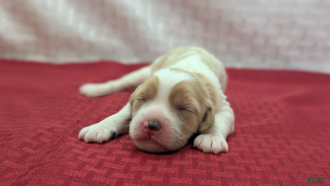 Cockapoo dogs for sale: Rebel - Image 10