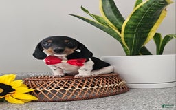 Dachshund dogs for sale: Lil Peanut - Image 36