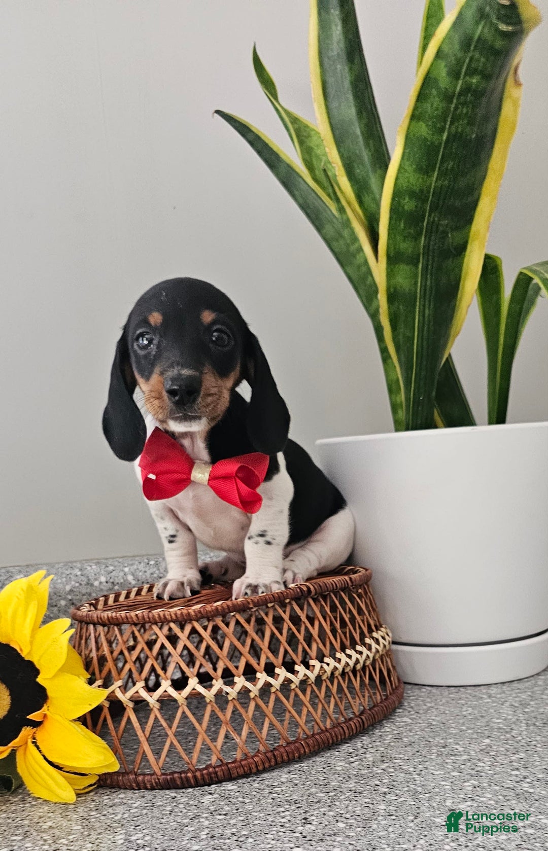 Dachshund dogs for sale: Lil Peanut - Image 36