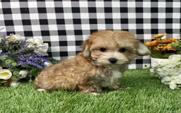 Morkie dogs for sale: Chase - Image 6