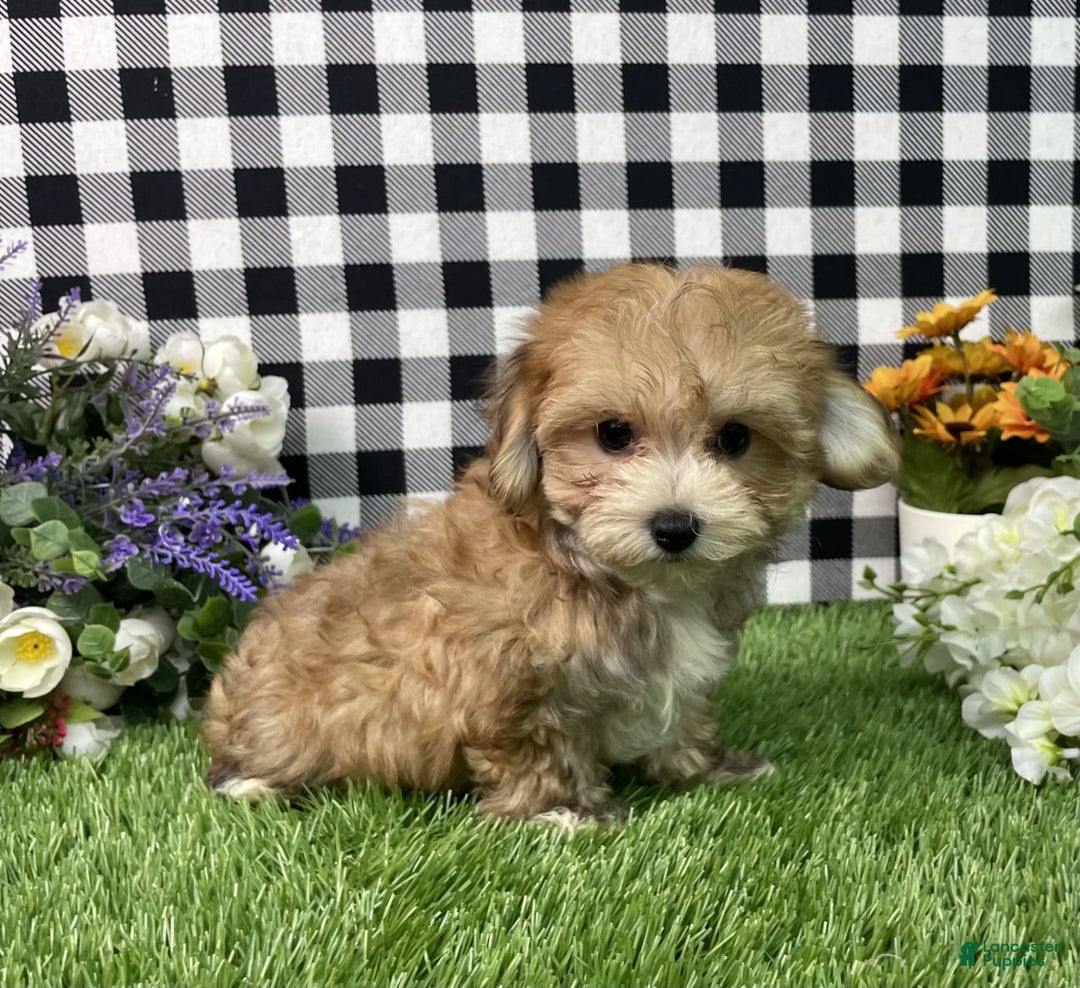 Morkie dogs for sale: Chase - Image 6