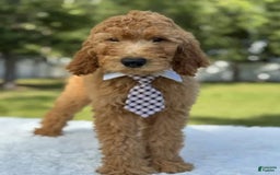 Goldendoodle dogs for sale: Bingo - Image 4