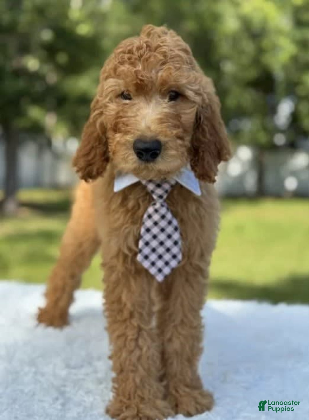 Goldendoodle dogs for sale: Bingo - Image 4