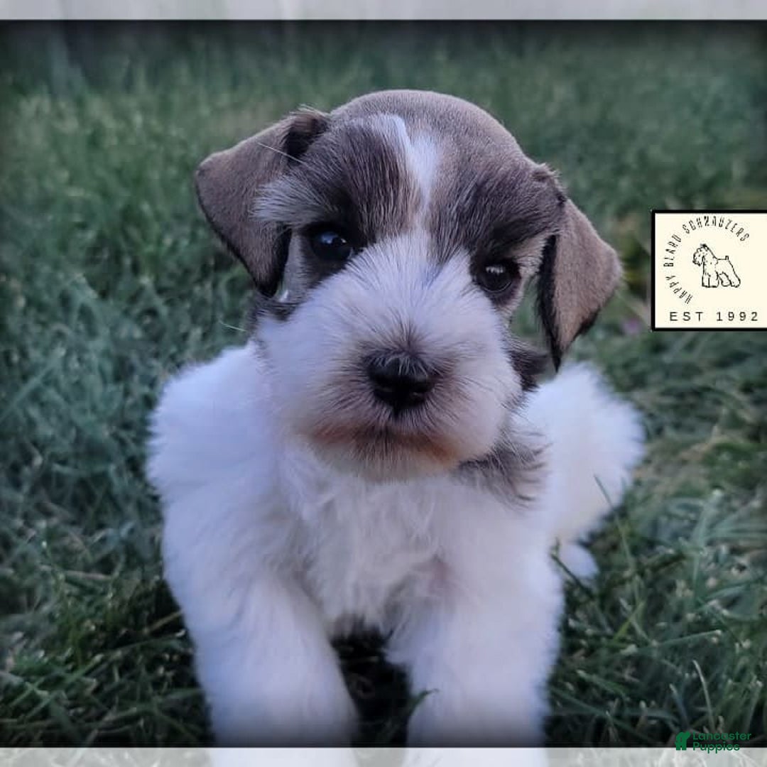 Miniature Schnauzer dogs for sale: Otis - Image 4