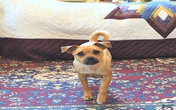 Jug dogs for sale: Cody - Image 11