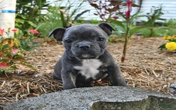 Frenchton dogs for sale: Twinkleberry - Image 7