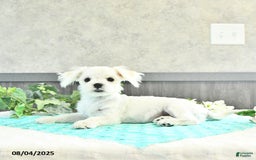 Maltese dogs for sale: Trooper - Image 4