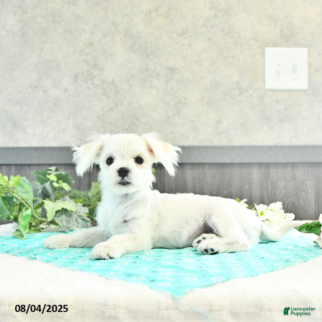Maltese dogs for sale: Trooper - Image 4