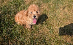 Cavapoo dogs for sale: Kylo - Image 9