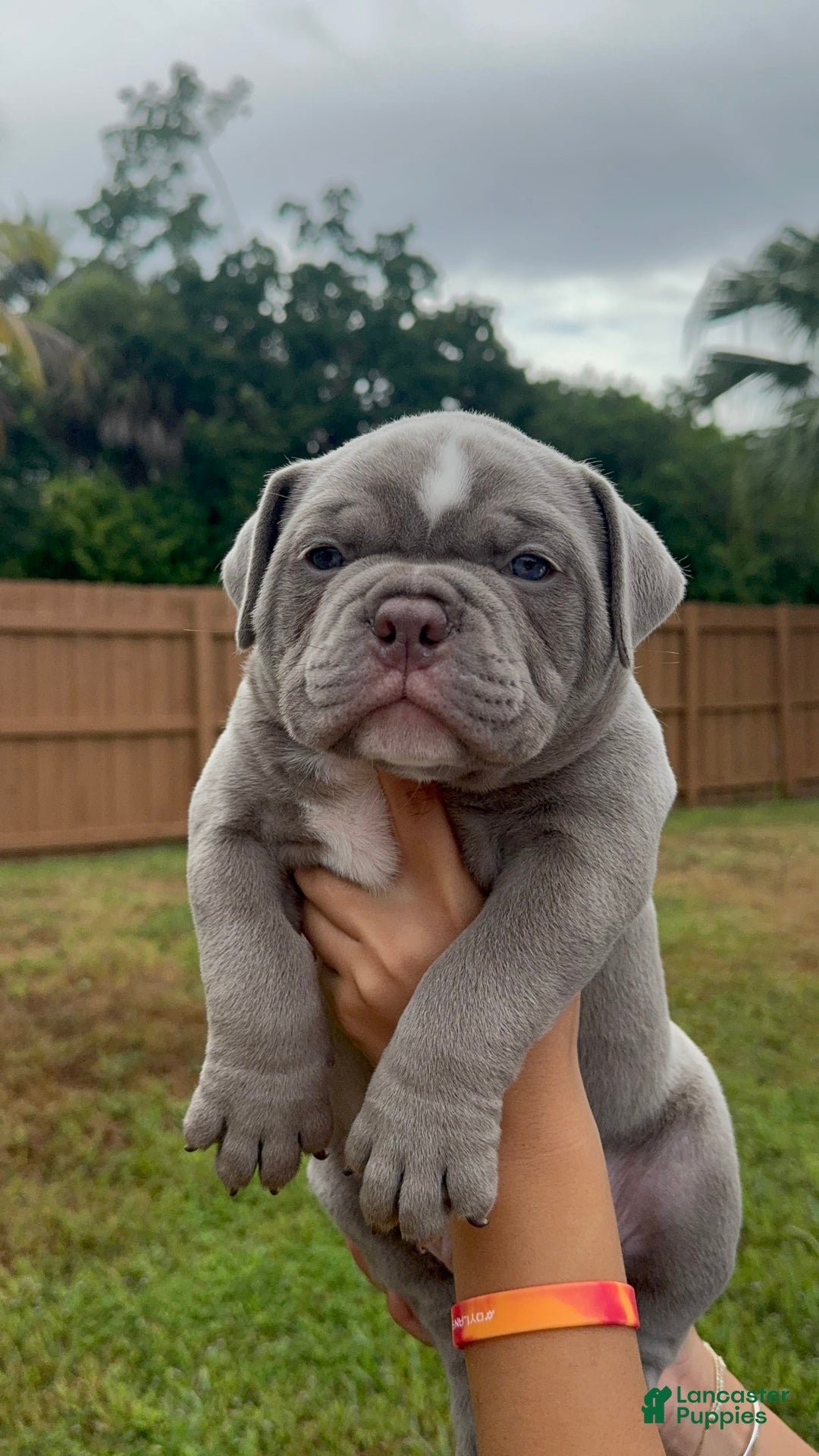 American Bully dogs for sale: Exotic Bullies - Image 5